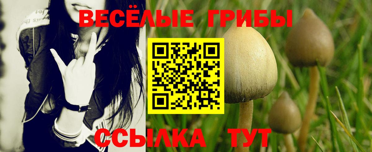 Вольск  Псилоцибиновые грибы GOLDEN TEACHER  Галлюциногенные грибы Cubensis  Вход с VPN 
